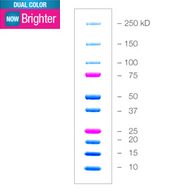 美国Bio-rad伯乐 彩色电泳蛋白Marker